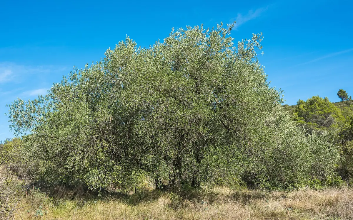 A mature olive tree, Olea europaea, growing in southern France