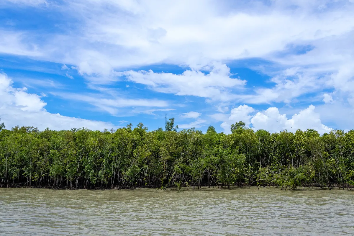 Mangrove forest of the Sundarban Tiger Reserve at high tide